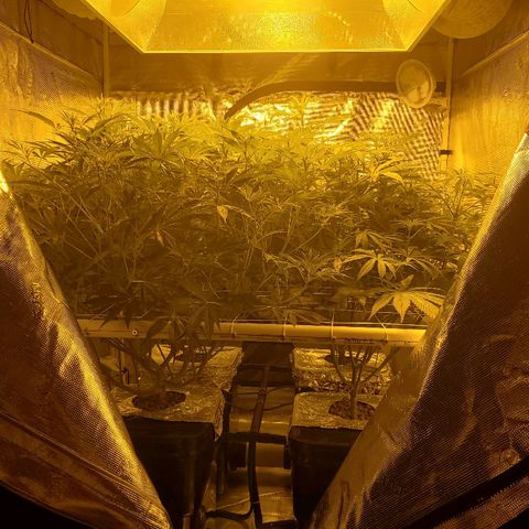 Blue Dream growlog timeline photo