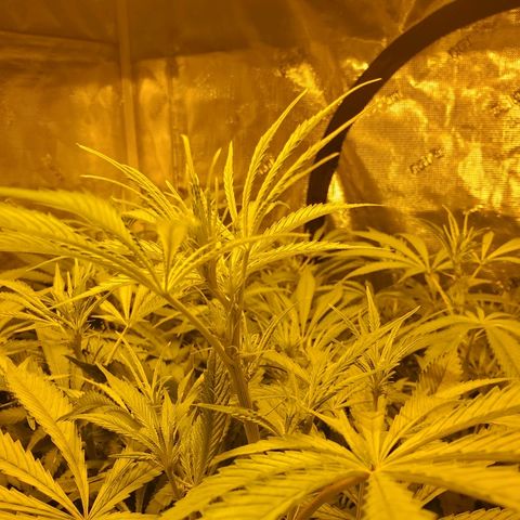 Blue Dream growlog timeline photo