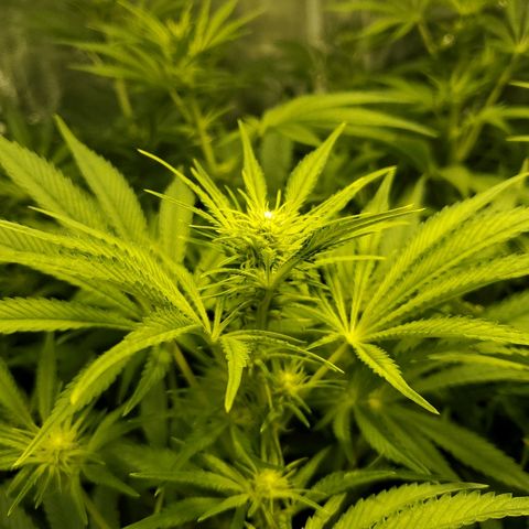 Blue Dream growlog timeline photo