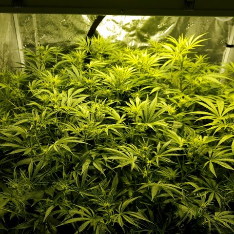 Blue Dream growlog timeline photo
