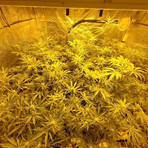 Blue Dream growlog timeline photo