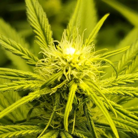 Blue Dream growlog timeline photo