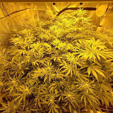 Blue Dream growlog timeline photo