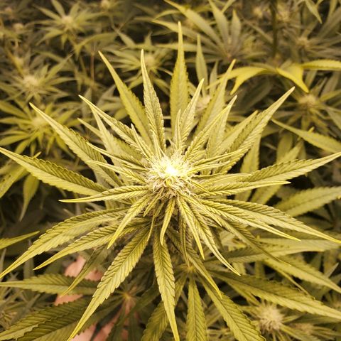 Blue Dream growlog timeline photo