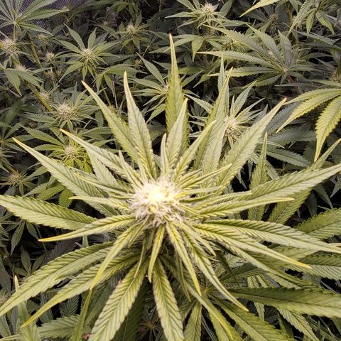 Blue Dream growlog timeline photo