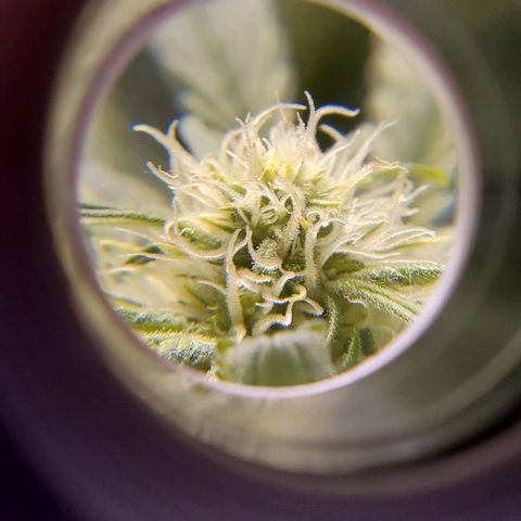 Blue Dream growlog timeline photo