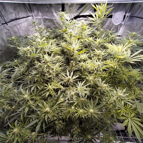 Blue Dream growlog timeline photo