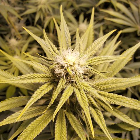 Blue Dream growlog timeline photo