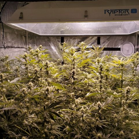 Blue Dream growlog timeline photo