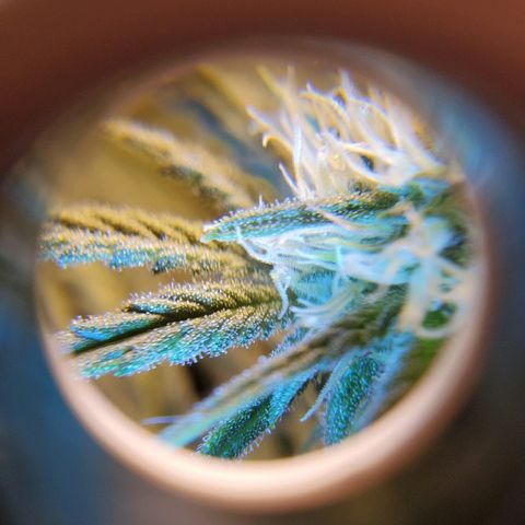 Blue Dream growlog timeline photo