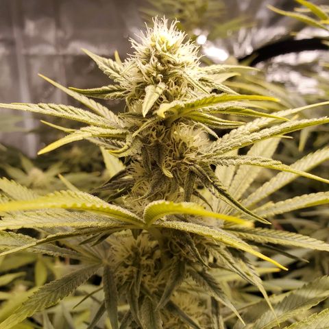 Blue Dream growlog timeline photo