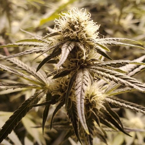 Blue Dream growlog timeline photo