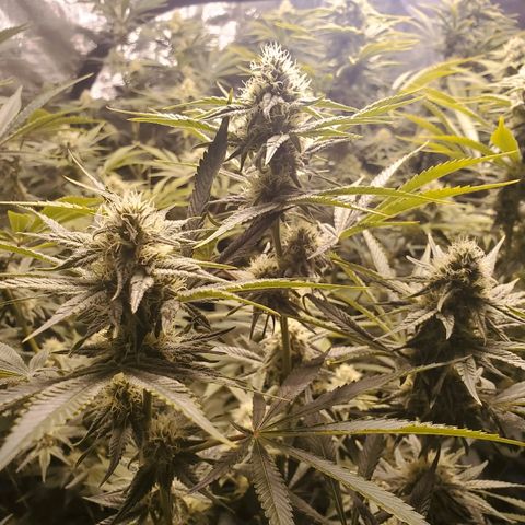 Blue Dream growlog timeline photo