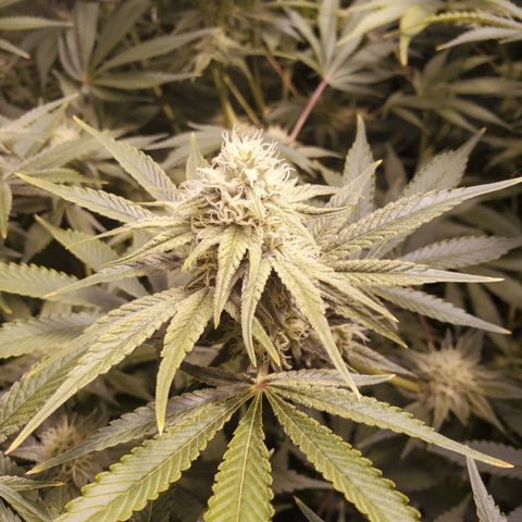 Blue Dream growlog timeline photo