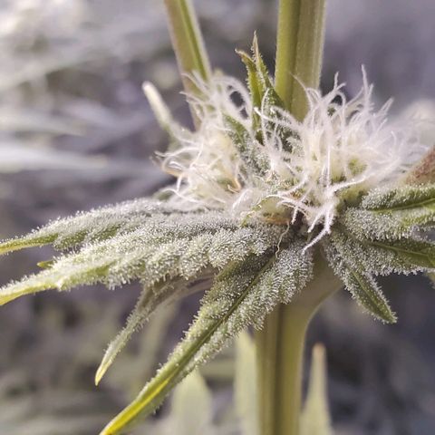 Blue Dream growlog timeline photo