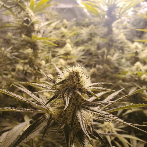 Blue Dream growlog timeline photo