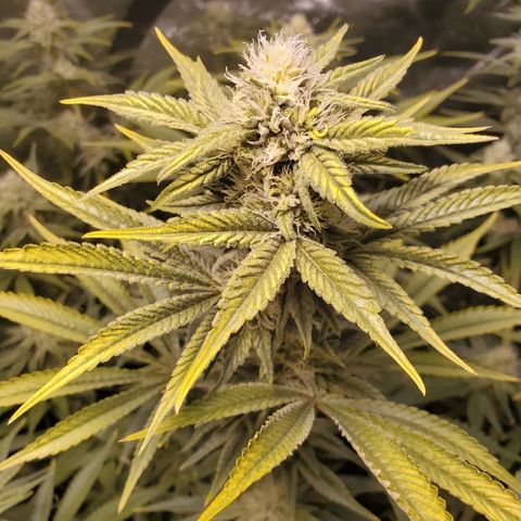 Blue Dream growlog timeline photo