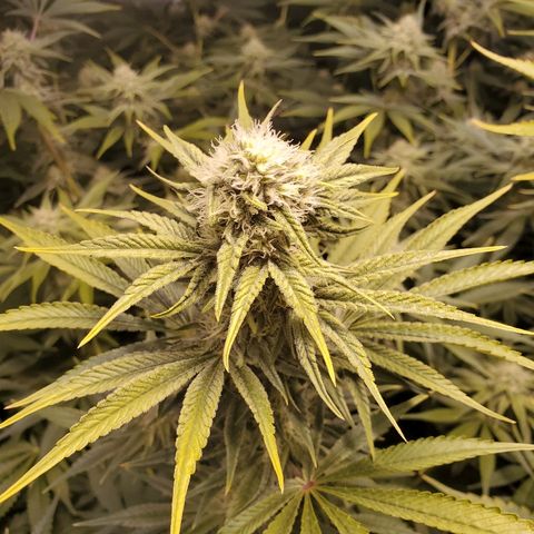 Blue Dream growlog timeline photo