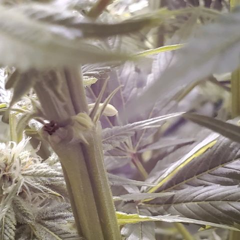 Blue Dream growlog timeline photo