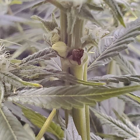 Blue Dream growlog timeline photo