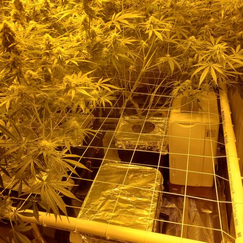 Blue Dream growlog timeline photo