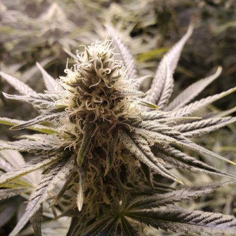 Blue Dream growlog timeline photo