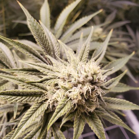 Blue Dream growlog timeline photo