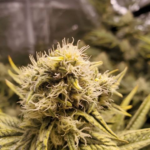 Blue Dream growlog timeline photo