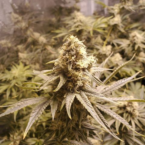 Blue Dream growlog timeline photo