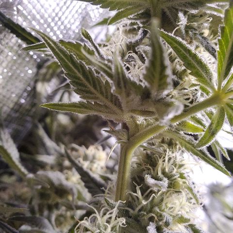 Blue Dream growlog timeline photo