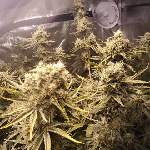 Blue Dream growlog timeline photo