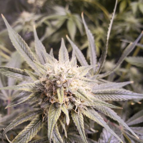Blue Dream growlog timeline photo