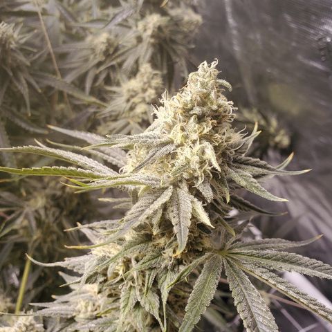 Blue Dream growlog timeline photo