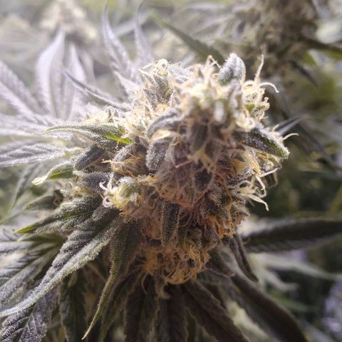 Blue Dream growlog timeline photo
