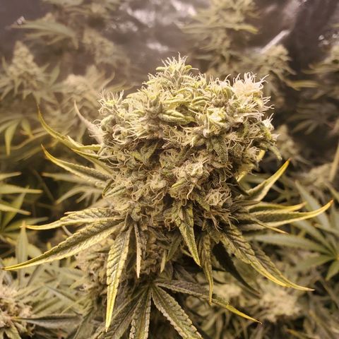 Blue Dream growlog timeline photo