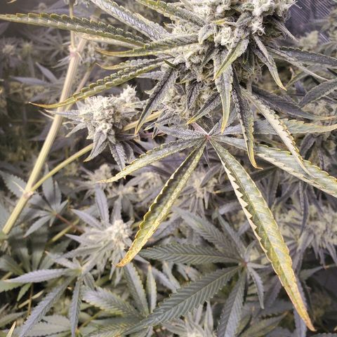 Blue Dream growlog timeline photo