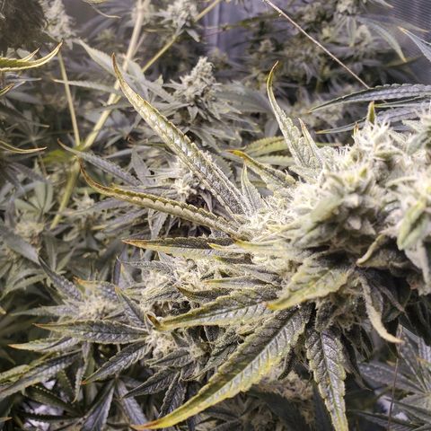 Blue Dream growlog timeline photo