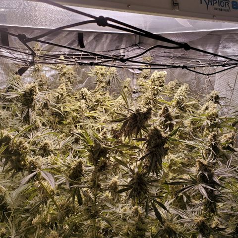 Blue Dream growlog timeline photo