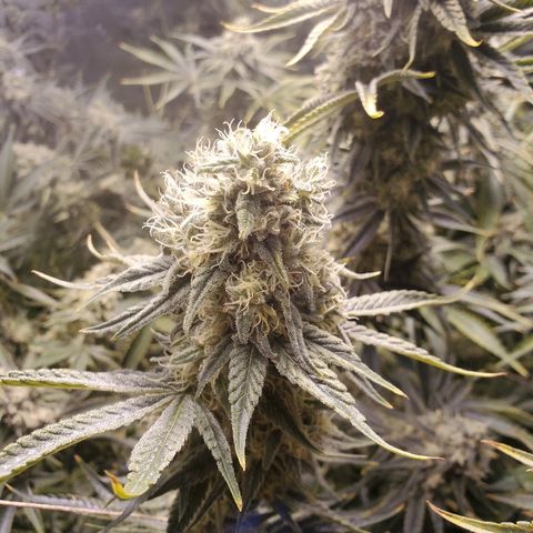 Blue Dream growlog timeline photo
