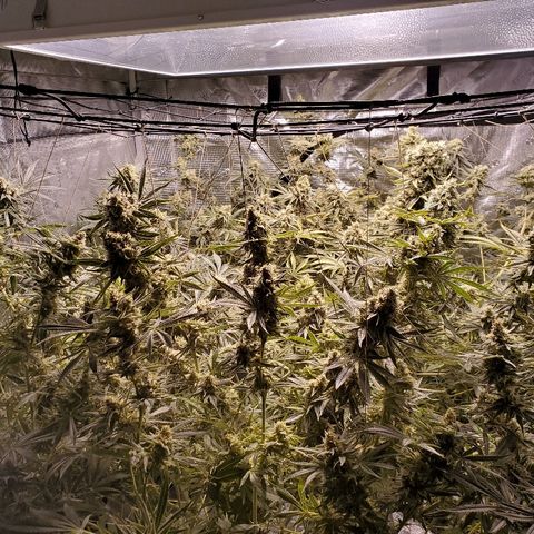 Blue Dream growlog timeline photo