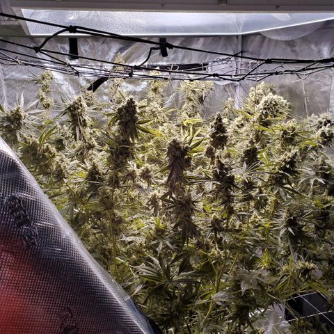 Blue Dream growlog timeline photo