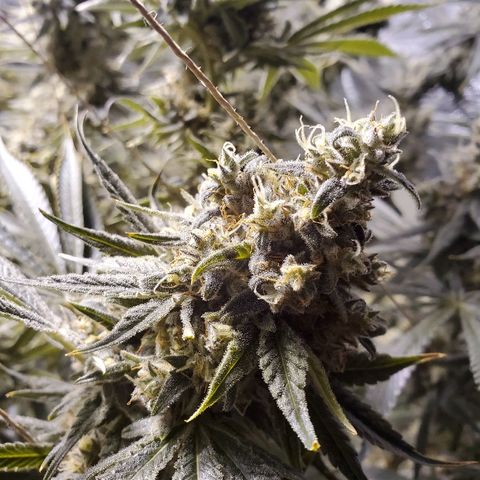 Blue Dream growlog timeline photo