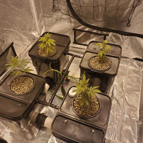 CG/ST growlog timeline photo