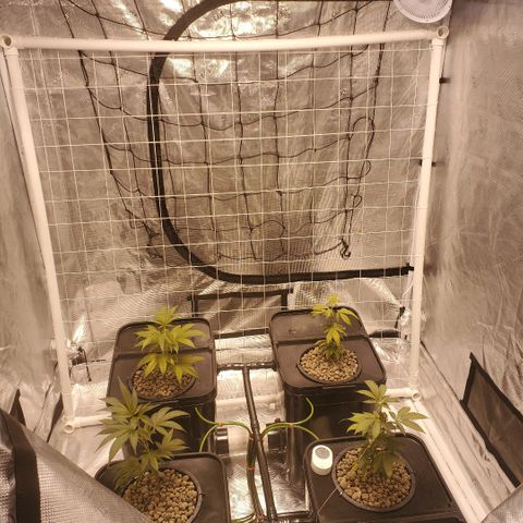 CG/ST growlog timeline photo