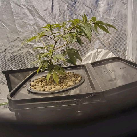 CG/ST growlog timeline photo