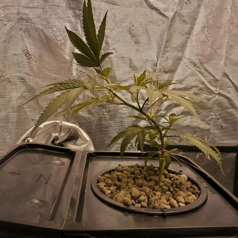 CG/ST growlog timeline photo