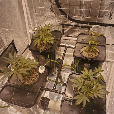 CG/ST growlog timeline photo