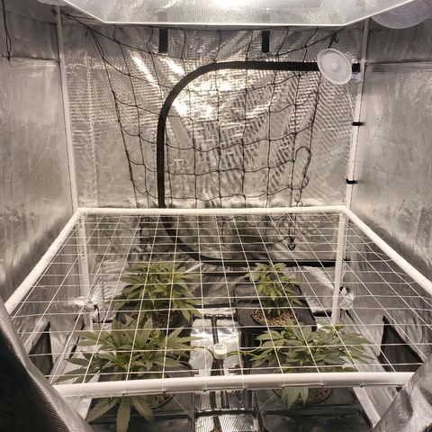 CG/ST growlog timeline photo