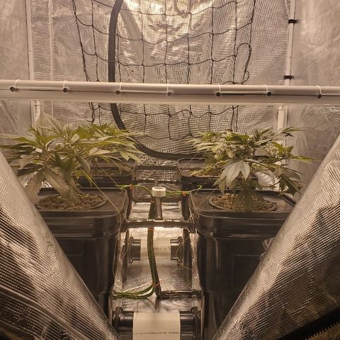 CG/ST growlog timeline photo