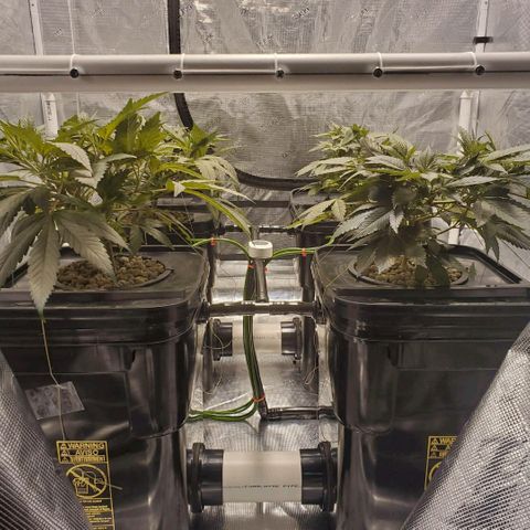 CG/ST growlog timeline photo
